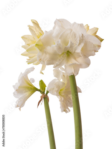 White double hippeastrum (amaryllis) Marquis on white background