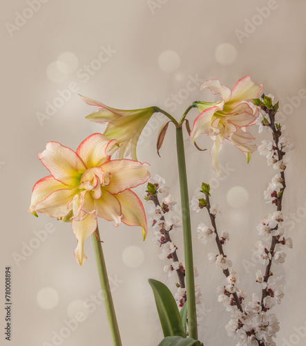 Bloom of Amaryllis (Hippeastrum)   "Harlequin" and apricot branch