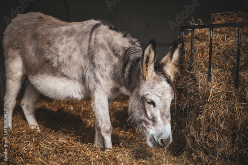 Cute small donkey in the farm
