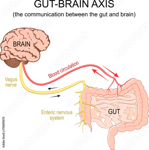 Gut-brain axis. Blood circulation, Vagus nerve from brain to intestine photo