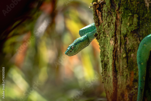 Snake wrapped on a tree in Arenal, Costa Rica photo