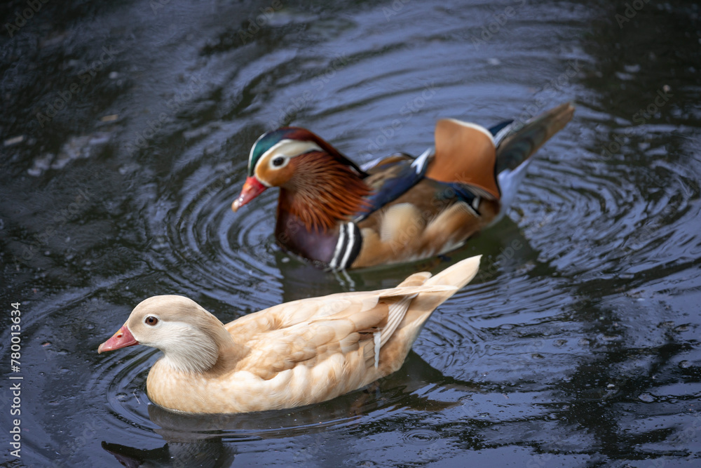 Fototapeta premium Paris, France - 04 06 2024: The menagerie, the zoo of the plant garden. View of a couple of mandarin ducks in the large aviary.