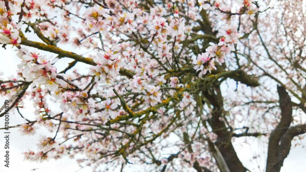 View of almond tree in bloom. Concept of springtime in garden View of almond tree in bloom. Concept of springtime in garden
