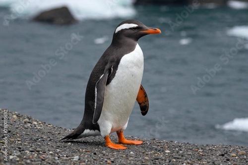 Adult gentoo penguin  Pygoscelis papua 
