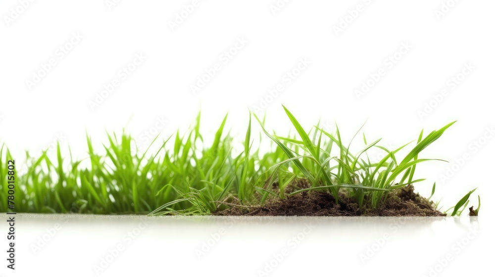 Fresh Spring Green Grass Isolated on White Background. Fresh Spring Green Grass Isolated on White Background.