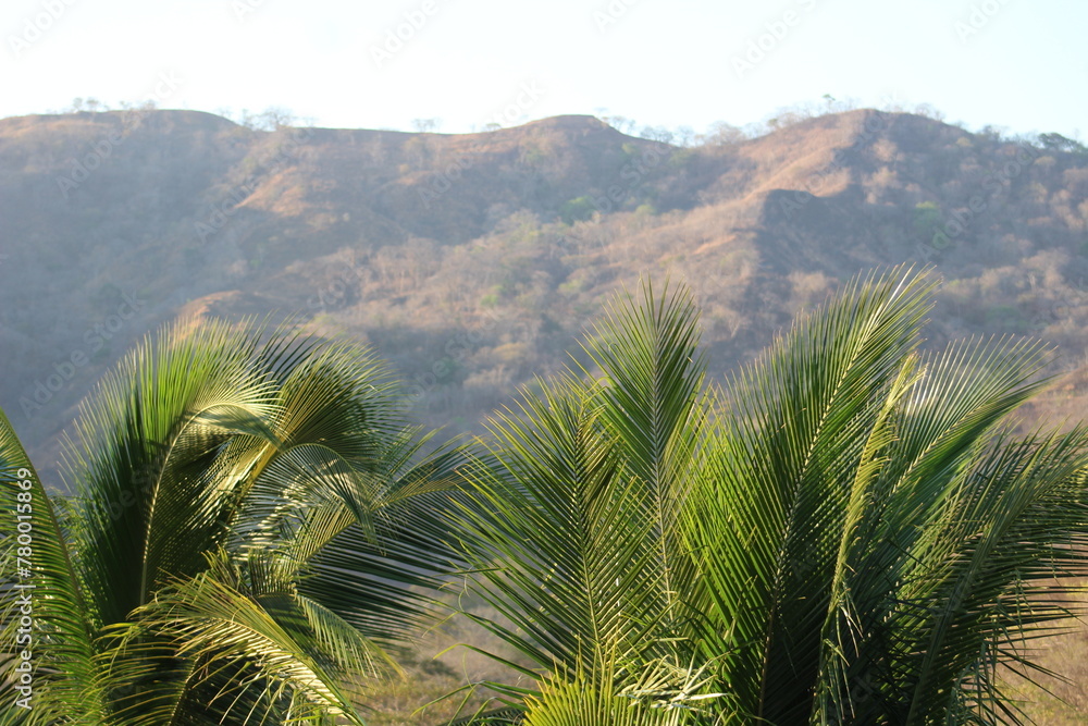 Dry Season Majesty: Ocotal's Landscape of Whispering Palms and Sculpted Hills Dry Season Majesty: Ocotal's Landscape of Whispering Palms and Sculpted Hills