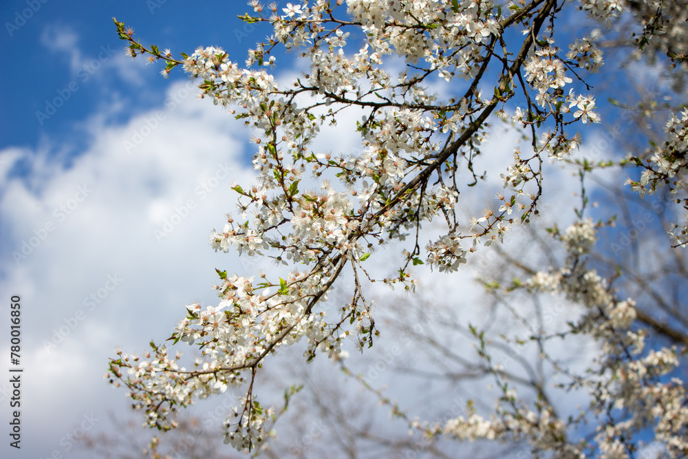 Flowers in the garden, Blooming trees in the spring Flowers in the garden, Blooming trees in the spring