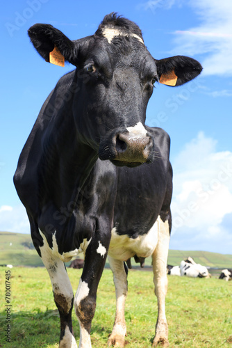 Vaca leiteira da raça Holstein num campo de erva dos Açores.  photo