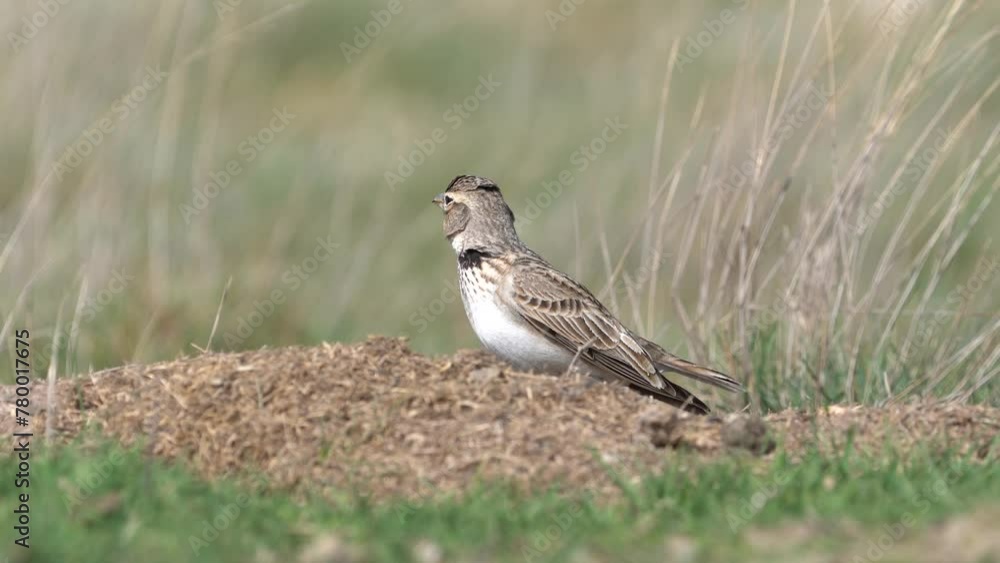 Calandra Lark bird in the field Calandra Lark bird in the field