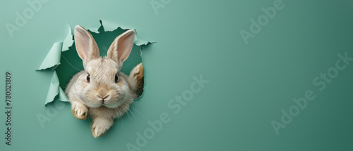 A charming visual of a sweet rabbit's head protruding through a small tear in a turquoise colored paper, creating a cute peekaboo moment © Fxquadro