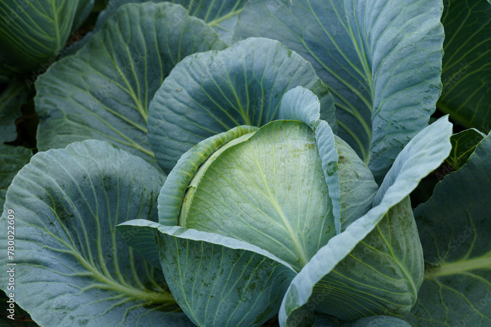 Obraz premium Fresh Cabbage Head in a Garden at Dawn