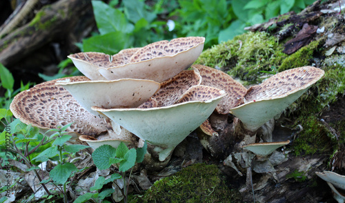 Edible tinder mushrooms cerioporus squamosus grow in nature photo