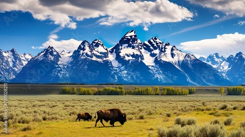 A family of bison moves across the plain under the Grand Teton mo