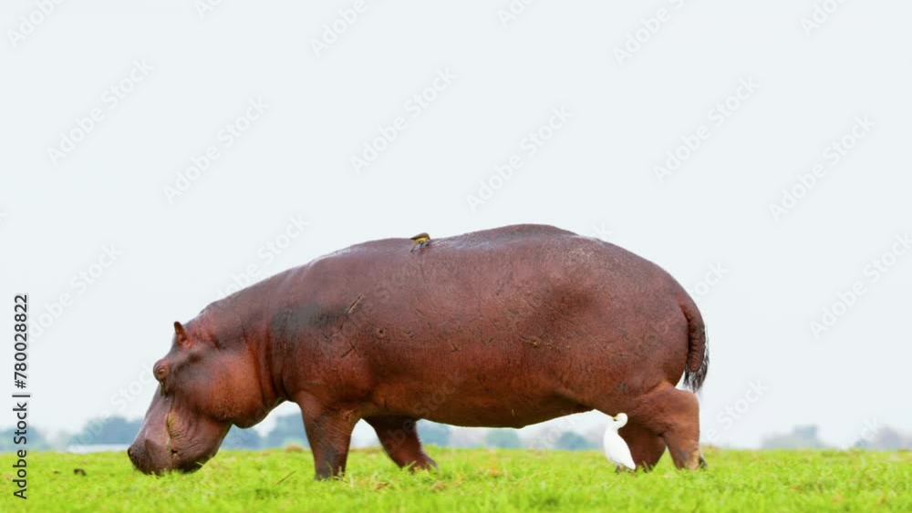 Full body close up of a hippopotamus Grazing with A great egret. Botswana, South Africa Full body close up of a hippopotamus Grazing with A great egret. Botswana, South Africa