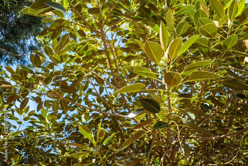 Wallpaper Mural Leaves of ancient trees and the blue sky in the background Torontodigital.ca