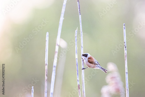 Eurasian penduline tit (Remiz pendulinus) sits on a reed on a sunny spring day with green background. photo