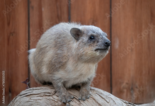 The Cape hyrax (rock hyrax) is a species of Afro-Asian mammal that bears a superficial resemblance to the rabbit. The tail and ears are short. It is the only modern species of the rock hyrax genus.