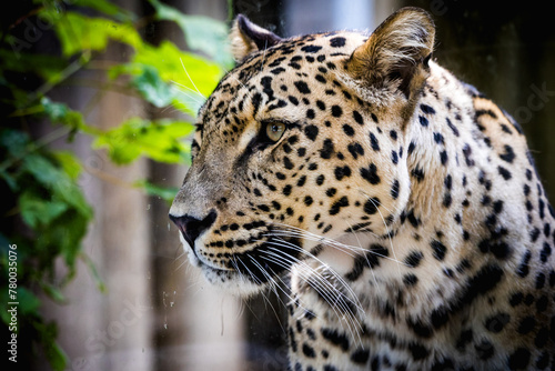 Persian leopard: A majestic and critically endangered big cat