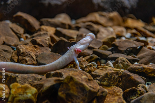 Canvastavla Olm Proteus Anguinus in Slovenian Postojna cave