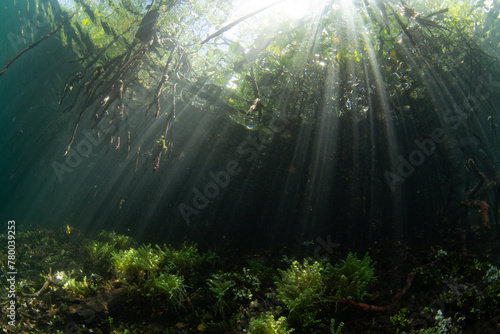 Bright sunlight penetrates a dark mangrove forest in Raja Ampat, Indonesia. This tropical region is known as the heart of the Coral Triangle due to its incredible marine biodiversity. © ead72
