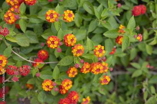 A small group of beautiful orange and red flowers called West Indian Lantana Radiation or Latana Camara in bloom on a spring morning.  photo