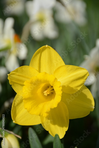 Beautiful yellow daffodil close-up in the garden on a blurred background