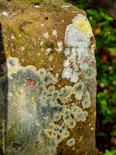 Flechten auf Sandstein  photo