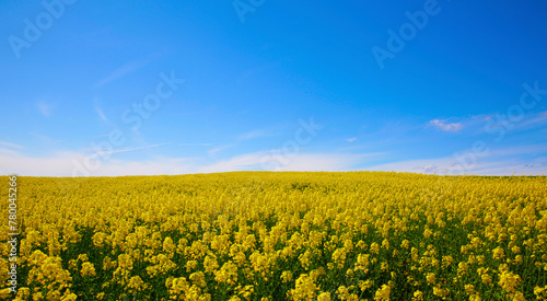 Blue sky and field of blooming yellow flowers