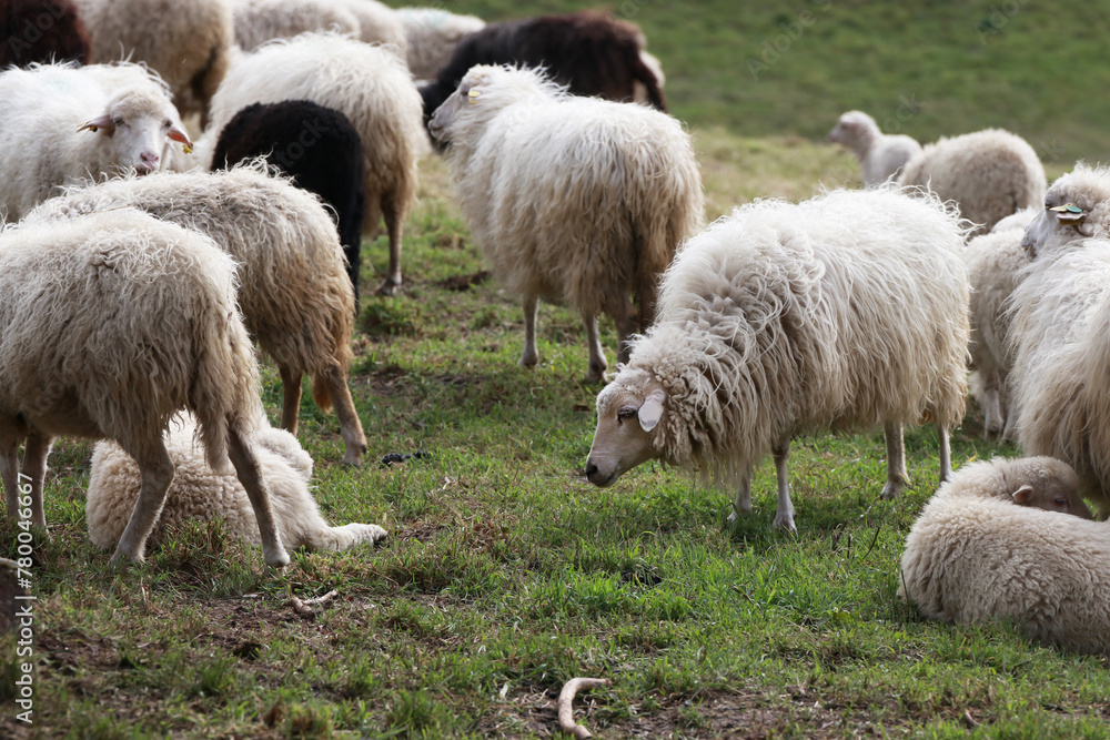 flock of sheep in the field outdoors
