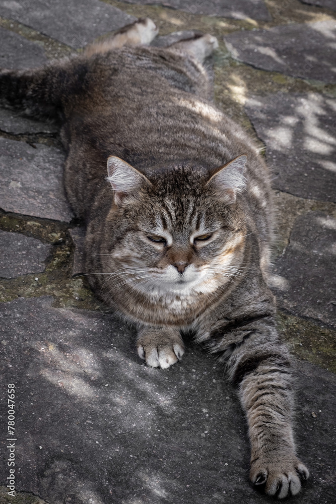 Naklejka premium Monji, the Tabby cat, relaxing