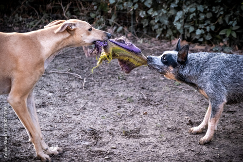 Ivo and Bunji playing in the garden photo