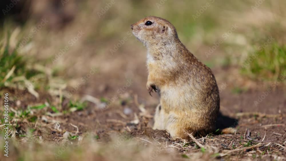Funny gopher looks out of the hole, little ground squirrel or little suslik, Spermophilus pygmaeus is a species of rodent in the family Sciuridae. Suslik in wildlife. Slow motion video Funny gopher looks out of the hole, little ground squirrel or little suslik, Spermophilus pygmaeus is a species of rodent in the family Sciuridae. Suslik in wildlife. Slow motion video