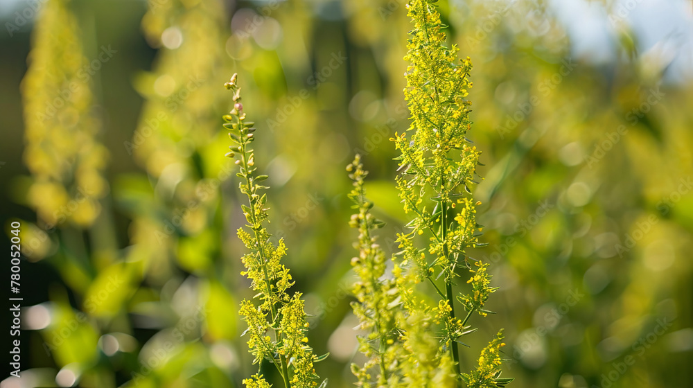 Blooming ragweed as an allergen for allergy sufferers in the warm season Blooming ragweed as an allergen for allergy sufferers in the warm season