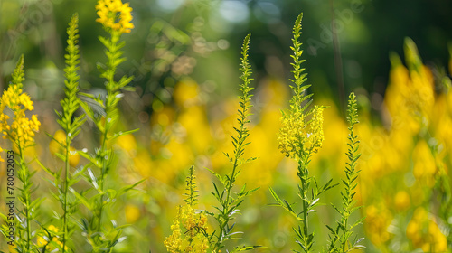 Blooming ragweed triggers allergies for sensitive individuals during the warm season