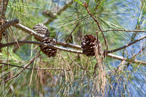 Pine cones hanging on tree branch against blue sky