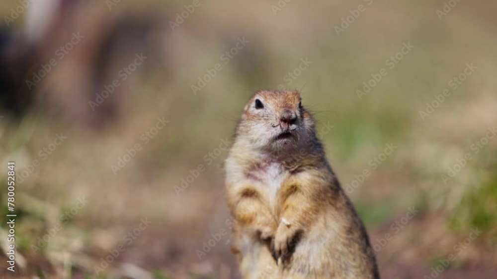 Funny gopher looks out of the hole, little ground squirrel or little suslik, Spermophilus pygmaeus is a species of rodent in the family Sciuridae. Suslik in wildlife. Slow motion video Funny gopher looks out of the hole, little ground squirrel or little suslik, Spermophilus pygmaeus is a species of rodent in the family Sciuridae. Suslik in wildlife. Slow motion video