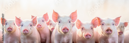 A group of cute piglets, standing in front of the camera. Funny animals concept. Banner image.