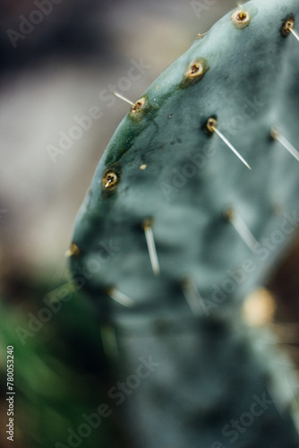 Cactus © Czarn_Eli