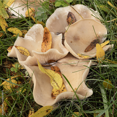 Honey Mushroom
