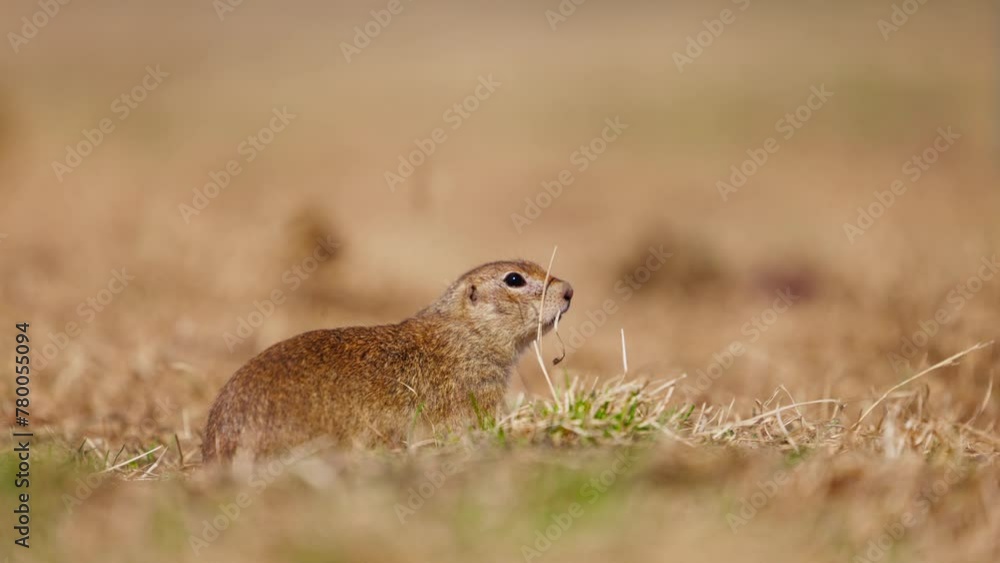 Funny gopher looks out of the hole, little ground squirrel or little suslik, Spermophilus pygmaeus is a species of rodent in the family Sciuridae. Suslik in wildlife. Slow motion video Funny gopher looks out of the hole, little ground squirrel or little suslik, Spermophilus pygmaeus is a species of rodent in the family Sciuridae. Suslik in wildlife. Slow motion video
