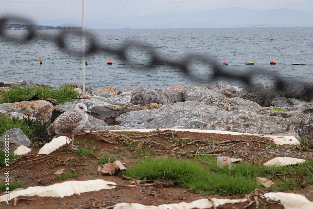 Fototapeta premium seascape and a seagull in İstanbul