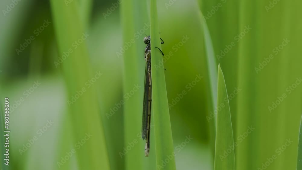 Newly Emerged Large Red Damselfly Newly Emerged Large Red Damselfly