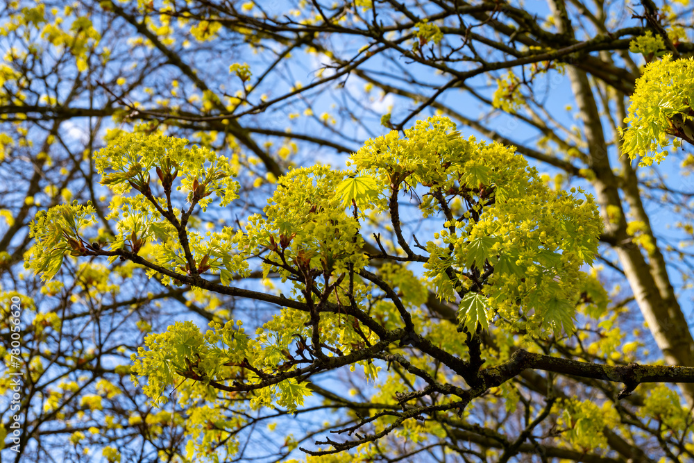 Acer platanoides, commonly known as Norway maple in spring blossom Acer platanoides, commonly known as Norway maple in spring blossom
