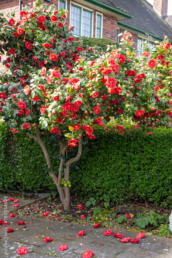 Fototapeta premium Big flowers of Camellia shrub or tree, flowering plant growing in British garden in London, Hampstead, close up