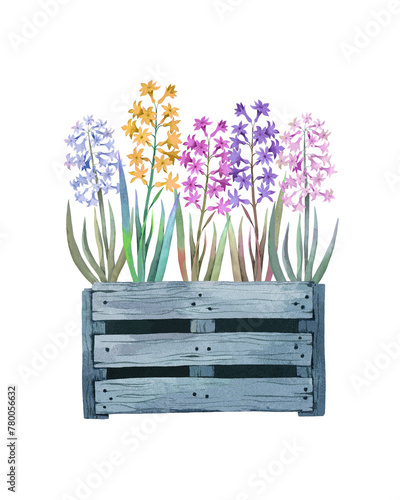 Hyacinths in a box. Watercolor illustration, poster, postcard.