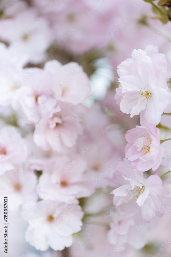 Białe i różowe kwiaty wiśni (Japanese cherry Amanogawa), tło kwiatowe