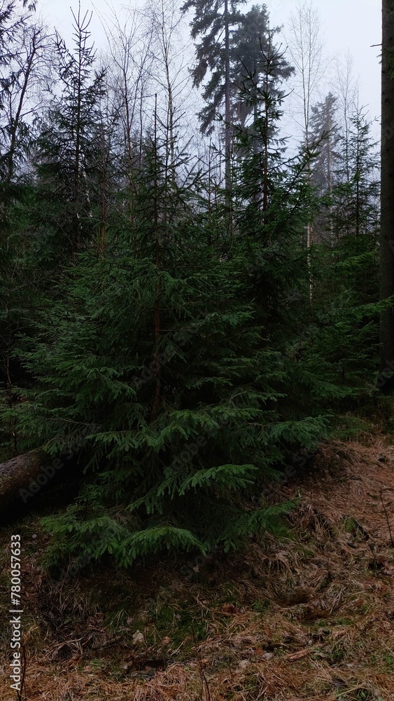 Obraz premium Spruce in the forest