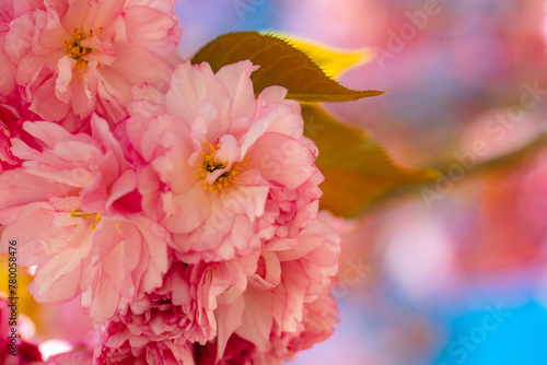 sakura blossom on sky background © Ruslan