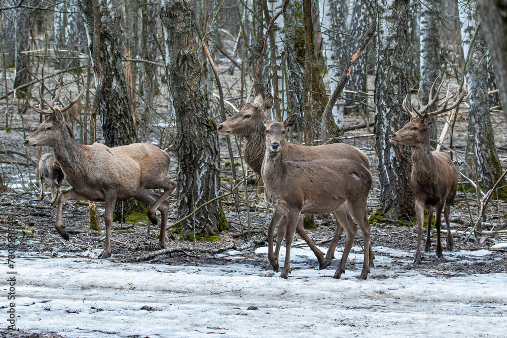 Red deer, males and females in the deciduous forest in winter Red deer, males and females in the deciduous forest in winter