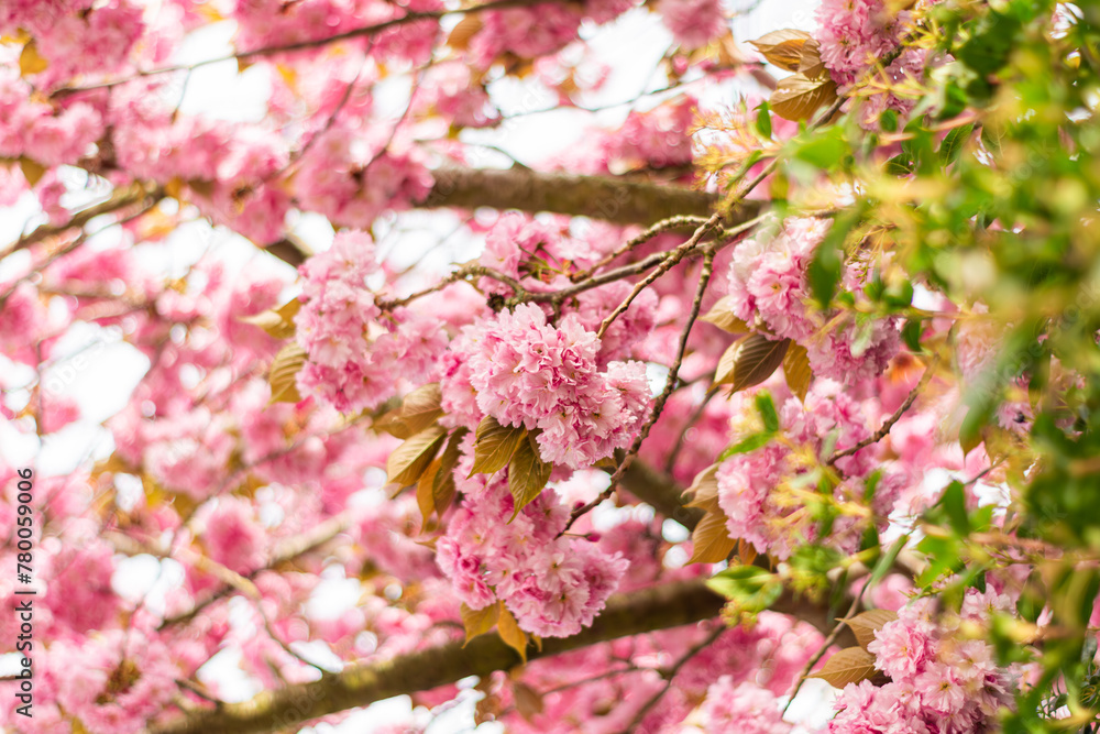 pink cherry blossom in spring,Beautiful pink cherry blossom, Sakura flower at full bloom, soft focus on the pink cherry bloom, background with sakura flower pink cherry blossom in spring,Beautiful pink cherry blossom, Sakura flower at full bloom, soft focus on the pink cherry bloom, background with sakura flower